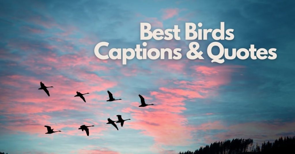 100+ Best Birds Caption For Instagram StatusBuzz