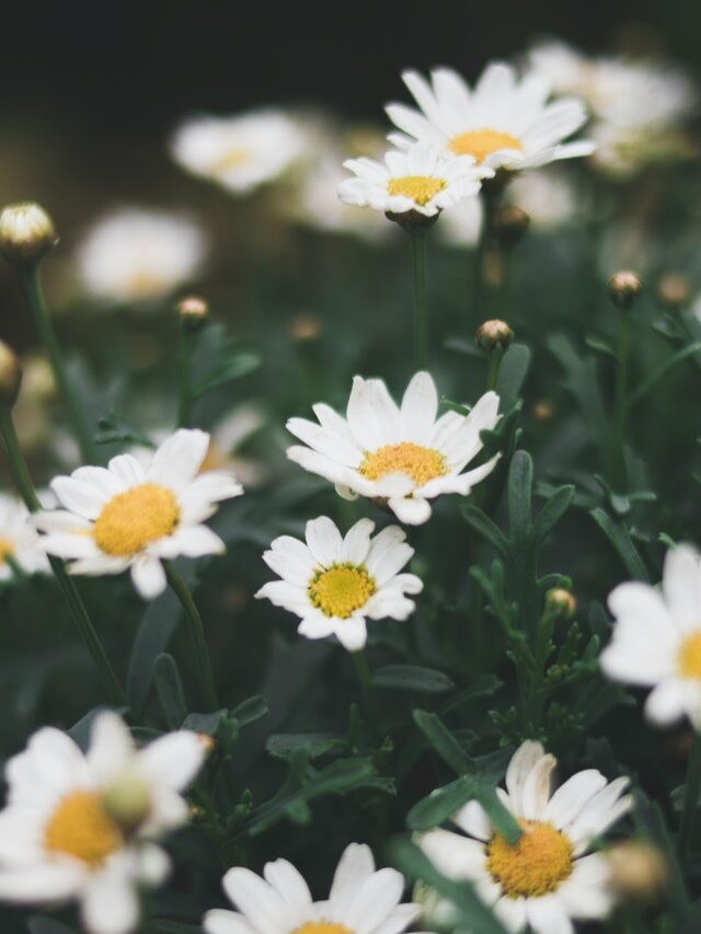 Best Quotes & Caption For Flowers Photo 🌼🌻🌸 StatusBuzz