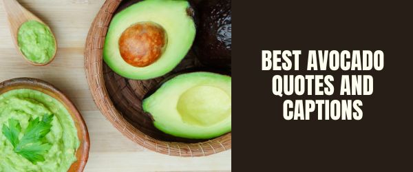 BEST AVOCADO QUOTES AND Captions