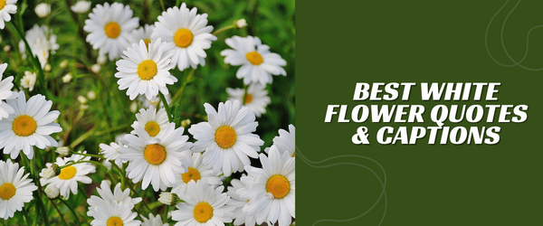 White Flower Quotes