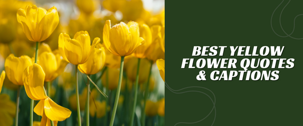 Best Yellow Flower Quotes & Captions