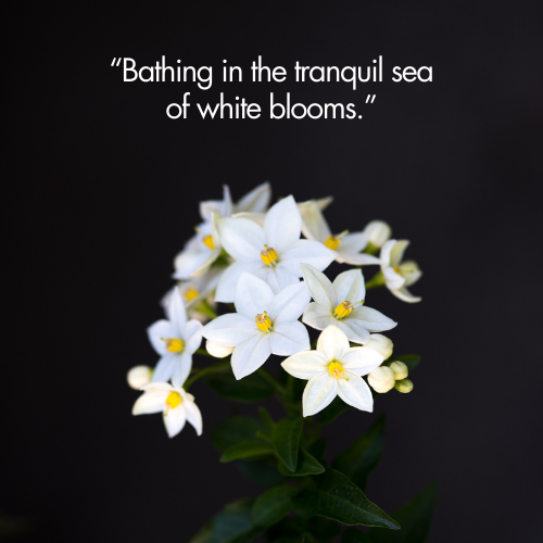Caption For White Flower