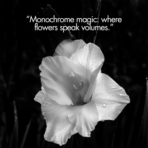 black and white flower quotes