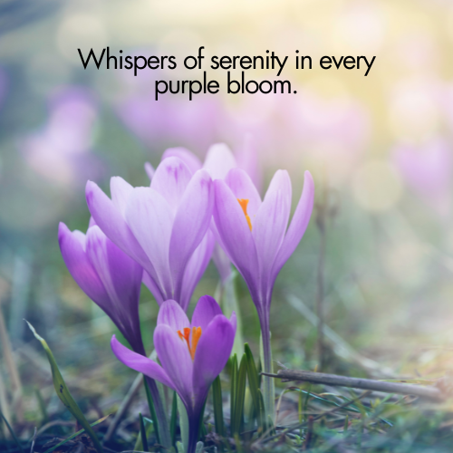 purple flower quotes for instagram
