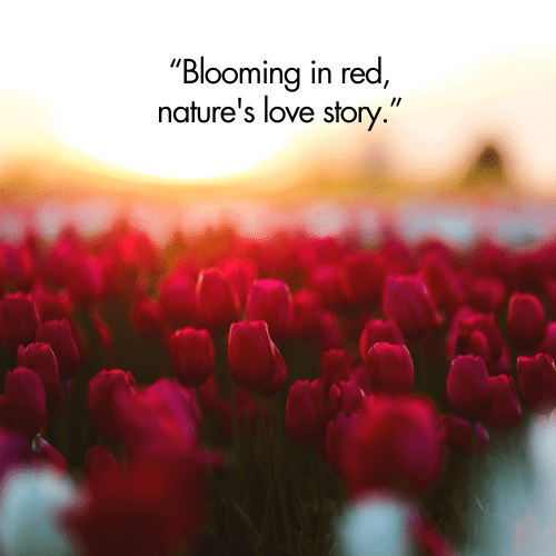 red flower captions