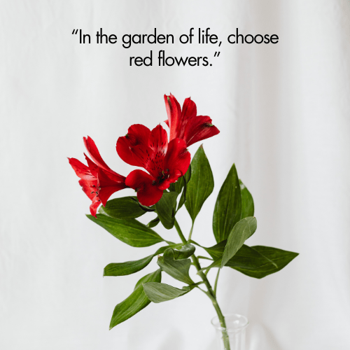 red flower quotes