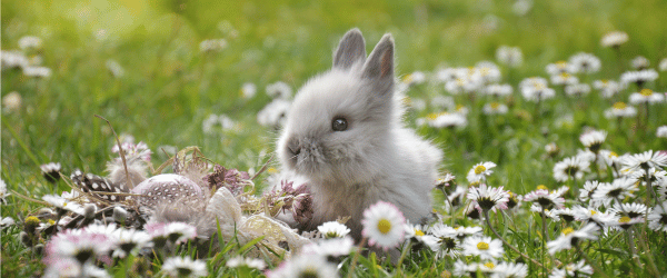bunny names