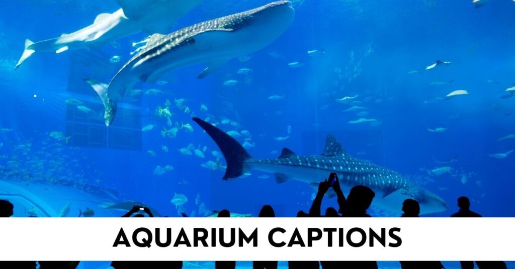 Aquarium Captions