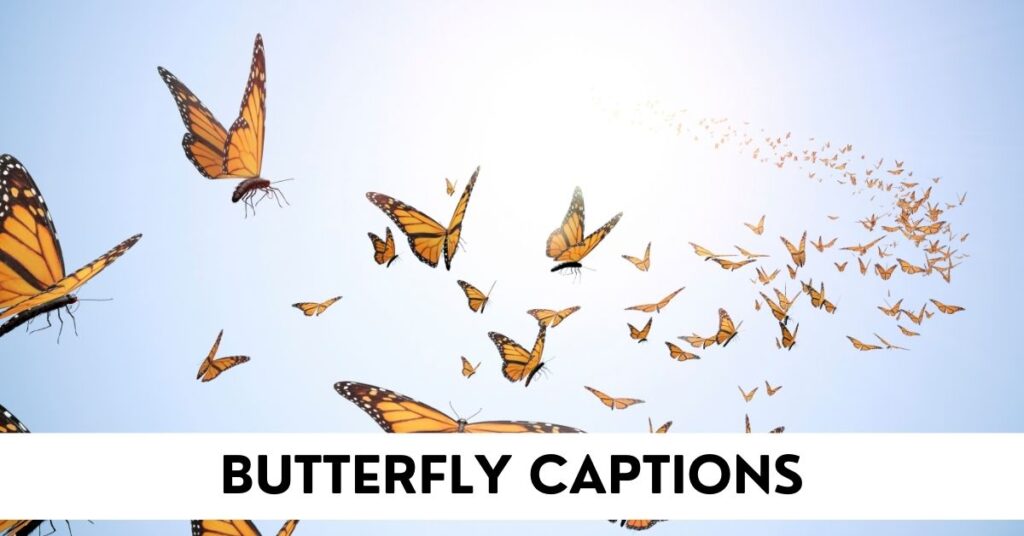 butterfly captions