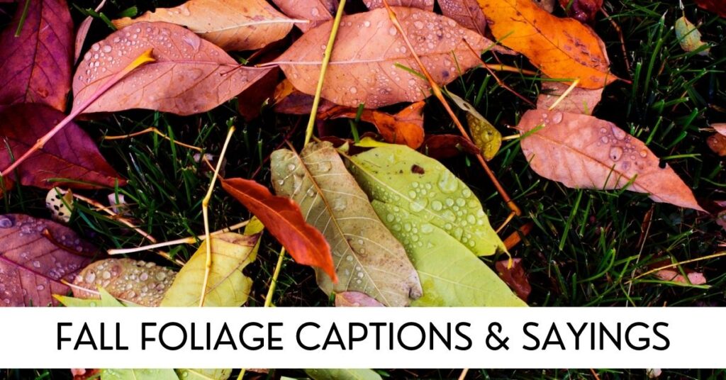fall foliage captions,