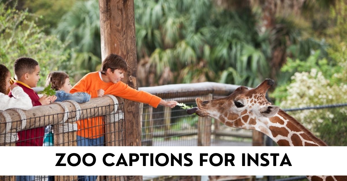 zoo captions