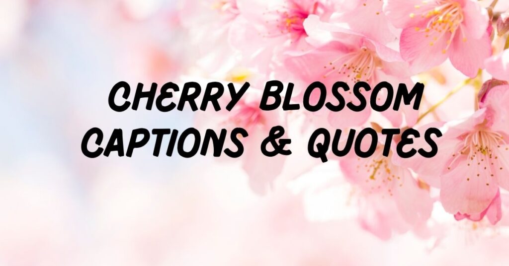 Cherry Blossom Captions