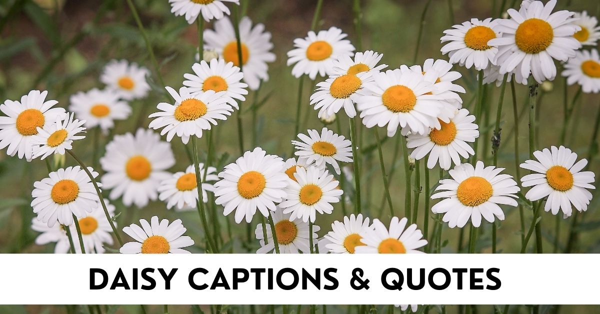 Daisy Captions