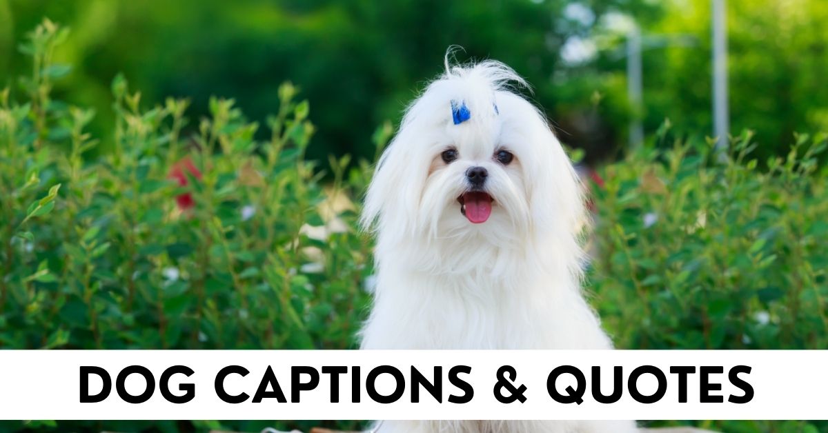 Dog Captions