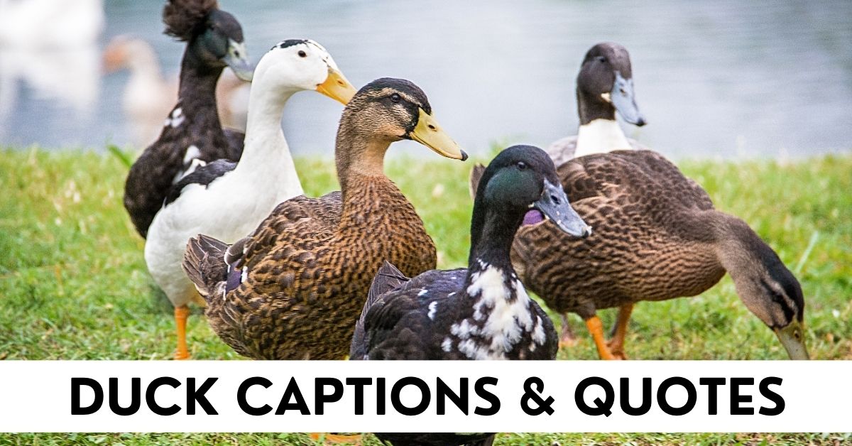 Duck Captions