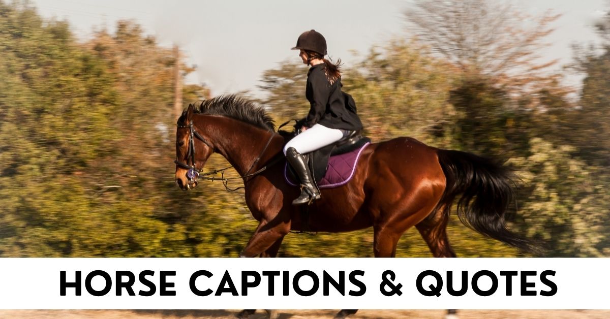 Horse Captions