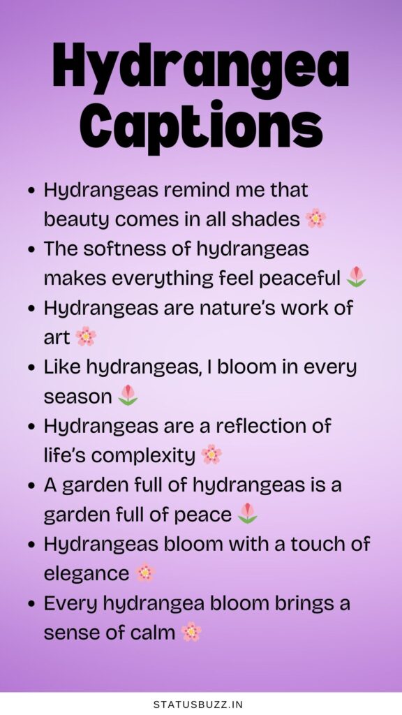 hydrangea captions