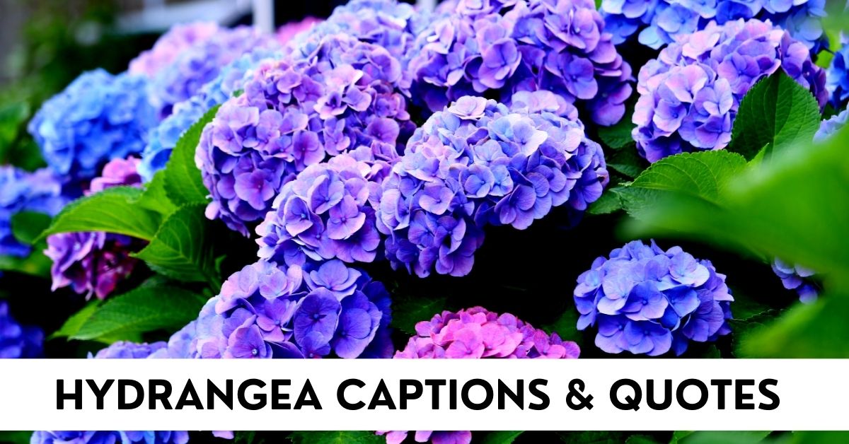 Hydrangea Captions