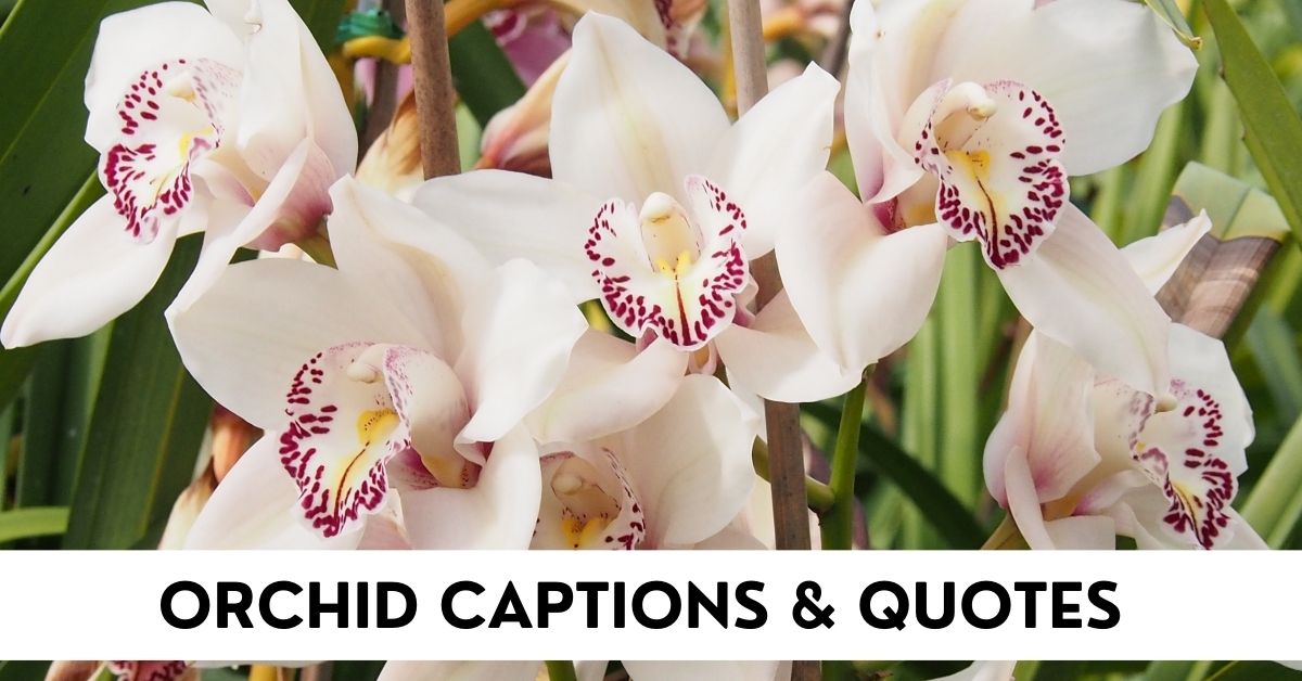 Orchid Captions