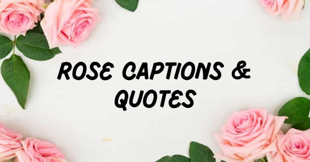 Rose Captions