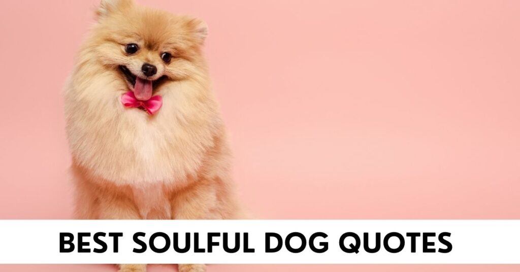 Soulful Dog Quotes