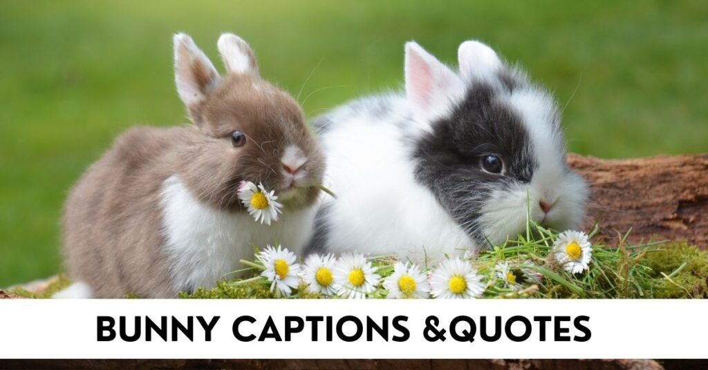 Bunny Captions