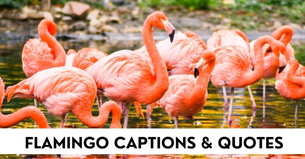 Flamingo Captions