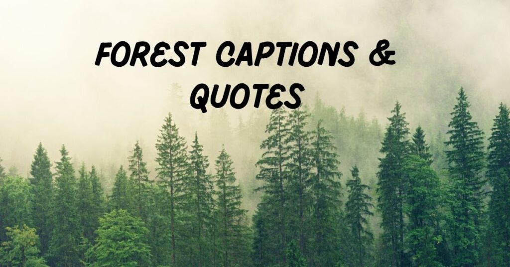 Forest Captions