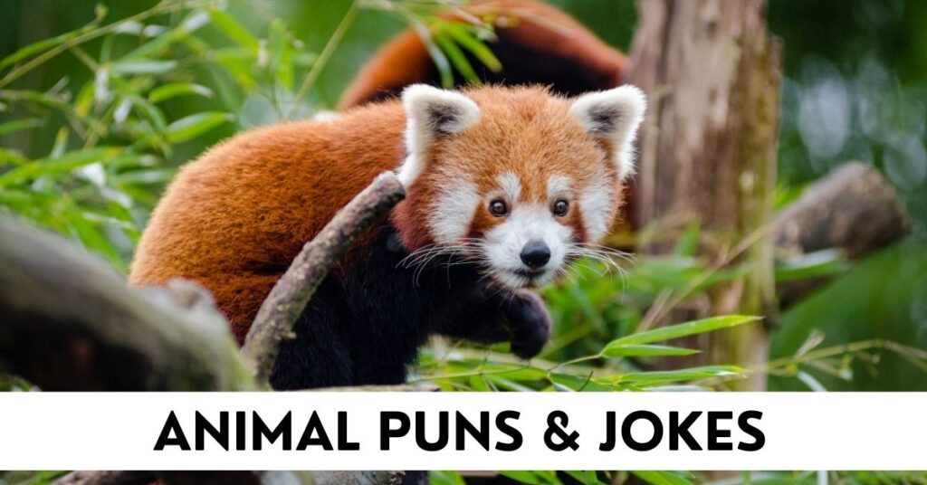 Animal Puns