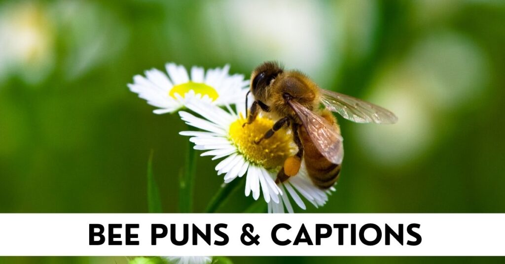 Bee Puns