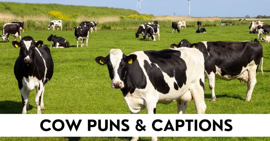 cow Puns