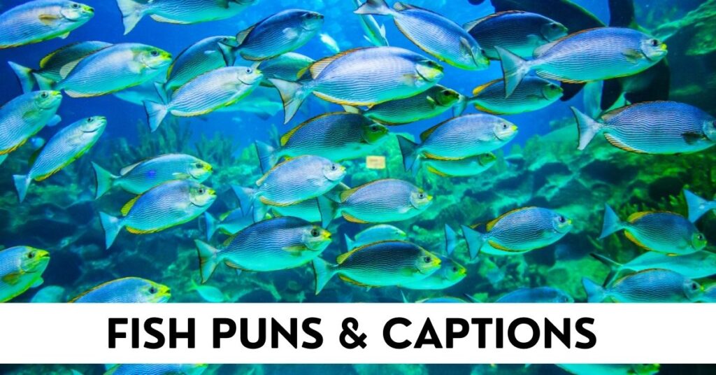 Fish Puns