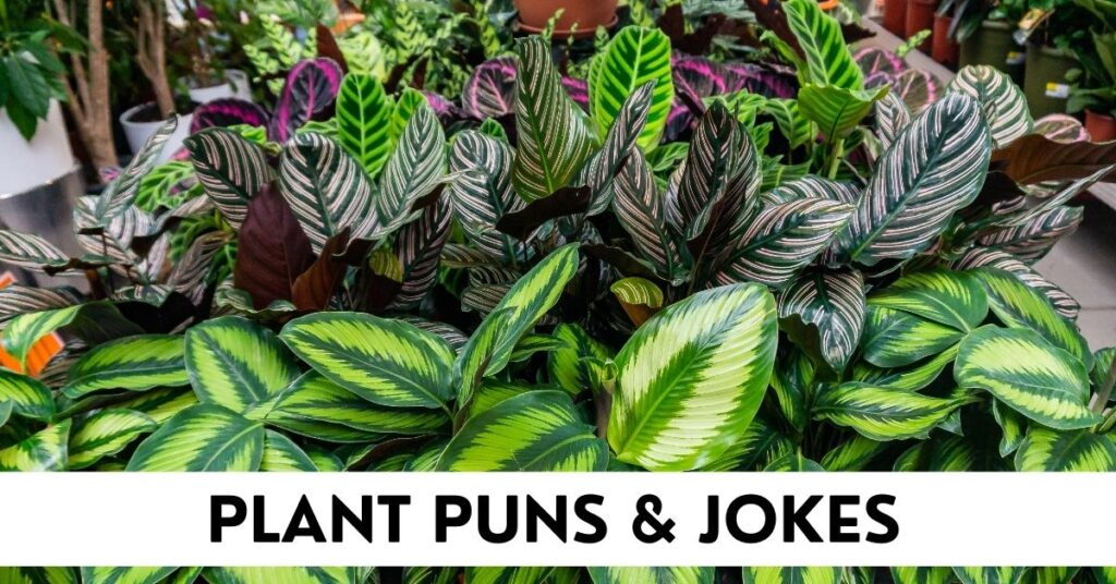 Plant Puns