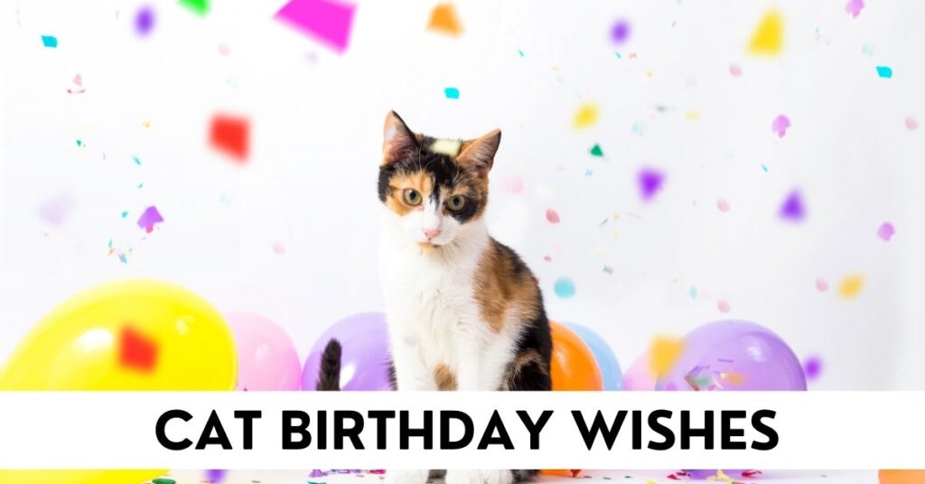 Cat Birthday Wishes