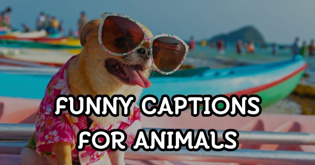 Funny Captions For Animals