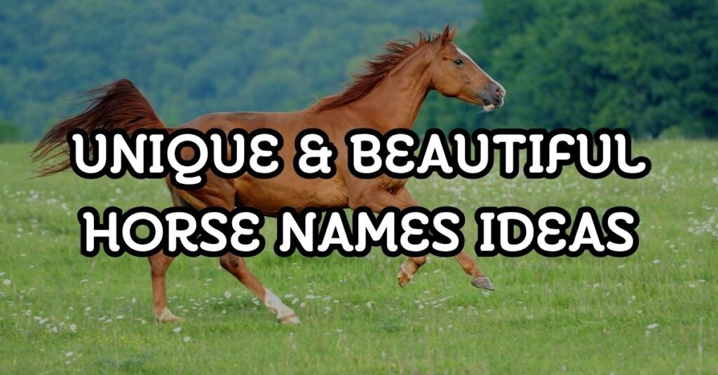 Beautiful Horse Names Ideas