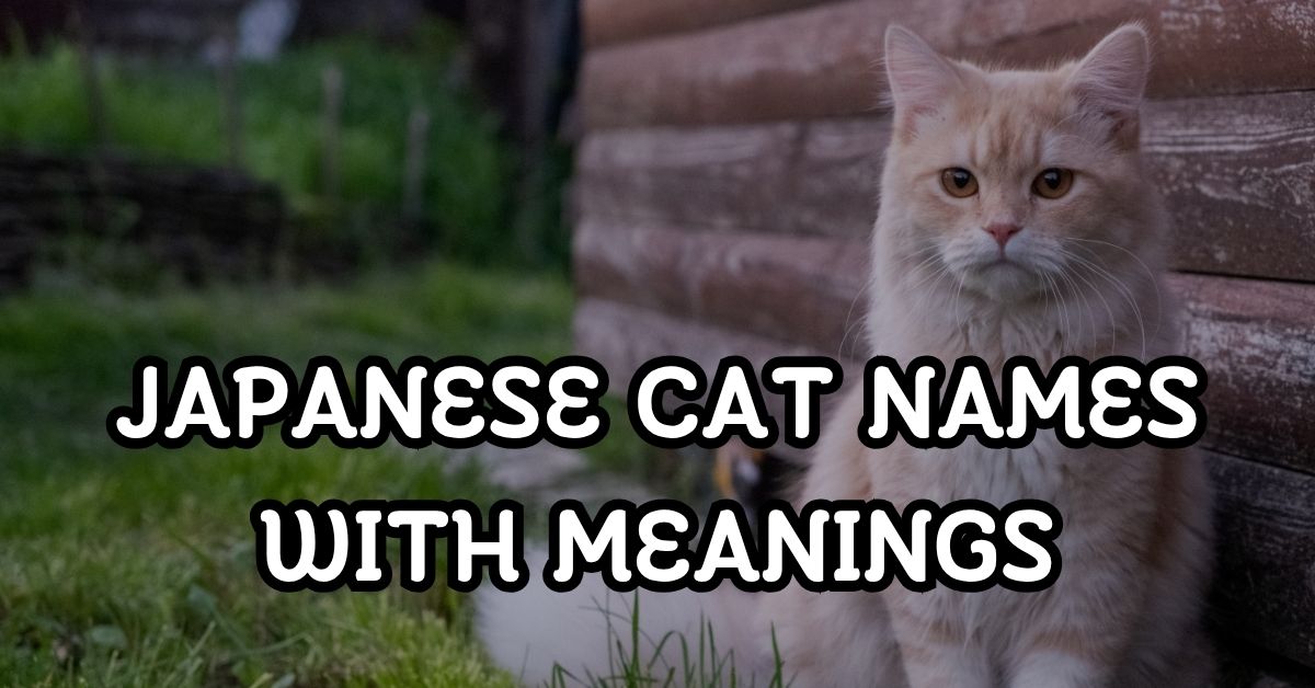 Japanese Cat Names with Meanings
