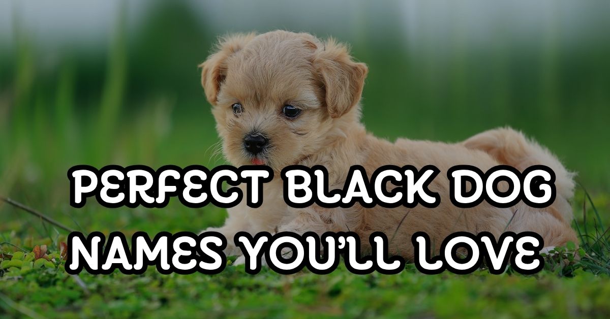 Perfect Black Dog Names