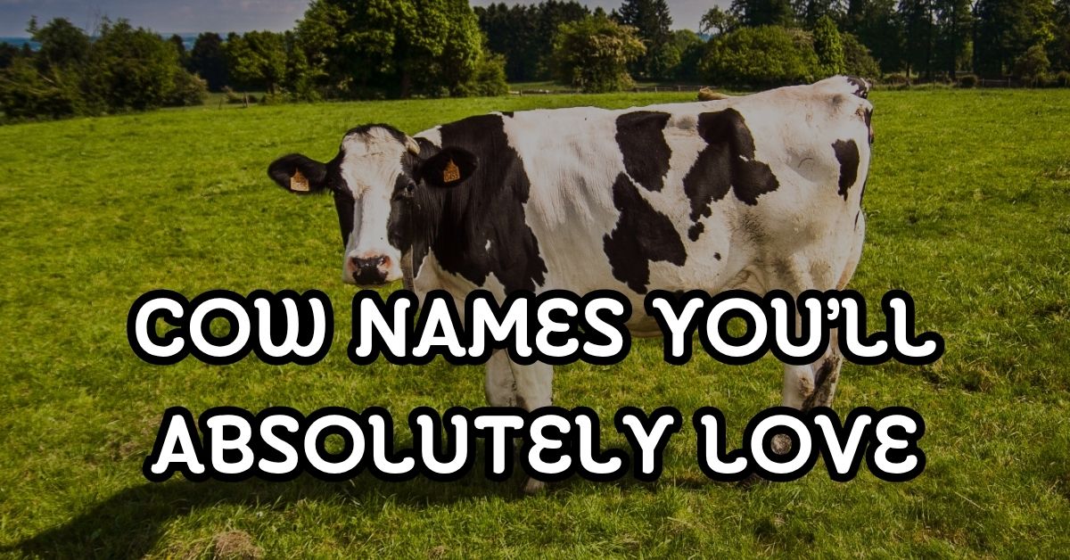 Perfect Cow Names