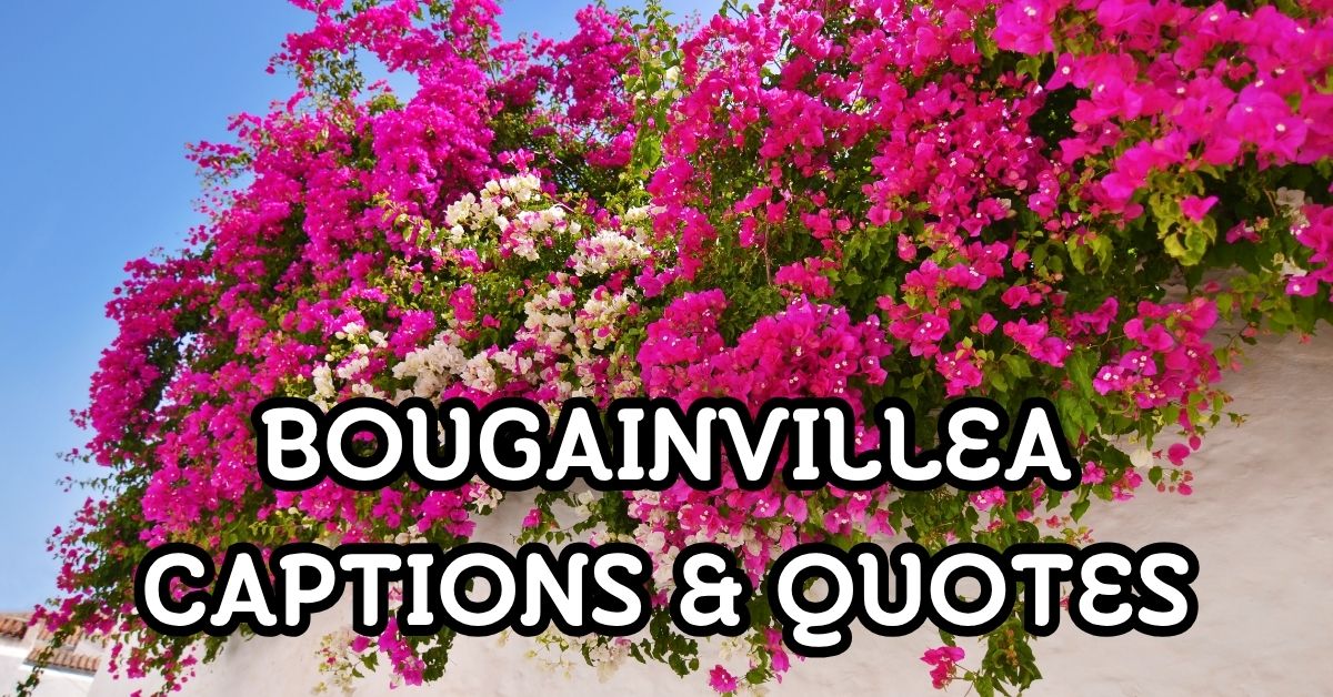 bougainvillea captions and quotes