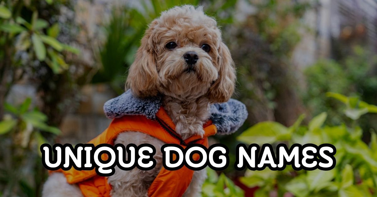 unique dog names