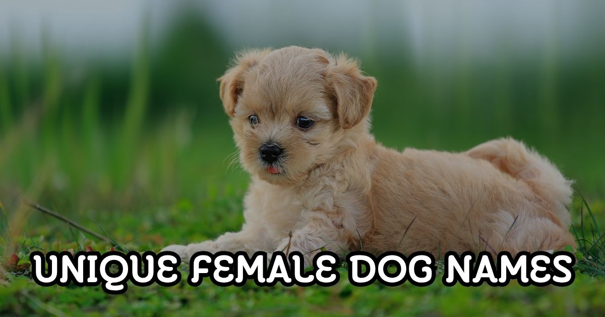 unique female dog names